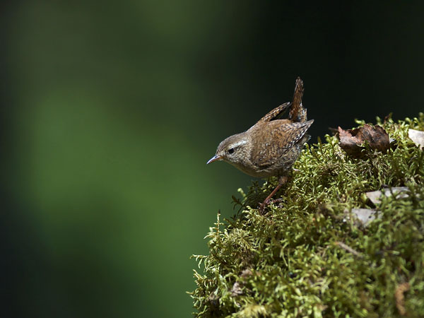 Peukaloinen, Winter Wren, Troglodytes troglodytes